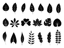 Leaves Icons Set. Flat Black Vector Botanical Elements. Beautiful Isolated Greens Leaf. Organic Object For Frame, Border, Ornament Divider. Great For Greeting Card. Silhouet Eco Collection.