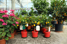 Garden center with blooming plants and fruit trees