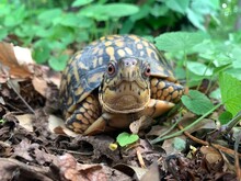 Box Turtles (Terrapene) Are Small Land Turtles Native To North And Central America. Wilmington (USA).