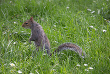 Squirrel On The Grass