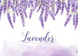 Lavender card vector watercolor provence flowers banner backgrounds