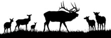 A Vector Silhouette Of A Large Male Bull Elk Bugling With A Herd Of Cow Elk In The Background.