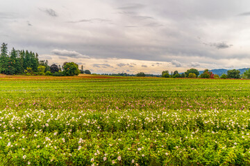 Wall Mural - Flower fields in Oregon