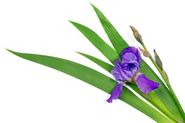 Wall Mural - Iris flower with leaves on a white background.