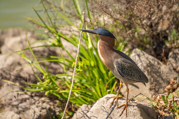 Poster - Green heron (Butorides striatus) stands on the shore of the lake with a stick in its beak.