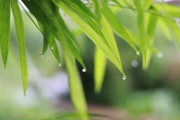  green grass with water drops