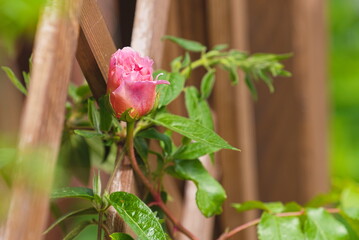 Wall Mural - Young rose bud on a wooden pergola