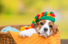 Young King Charles Spaniel Dog  Wearing Warm Hat Lying At Summer Park