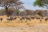 Fototapeta Sawanna - Herd of blue wildebeest (Connochaetes taurinus) in Tarangire National Park, Tanzania