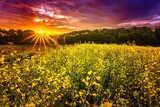 Fototapeta Na sufit - Wiosenne żółte pola rzepaku o wiosennym poranku i wschodzie słońca