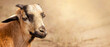 Goat. Cameroonian sheep. Banner background with space for text