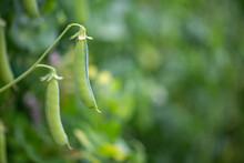 Pea Pod Hanging On The Plant.