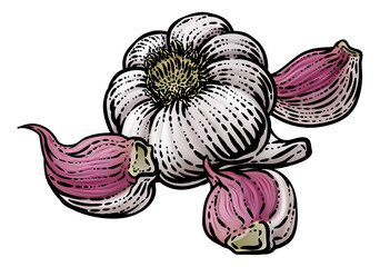 Canvas Print - Garlic Vegetable Vintage Woodcut Illustration