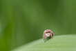 pająk skakun polujący na źdźble trawy