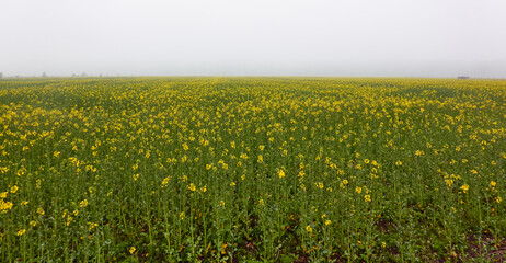 Wall Mural - Blooming yellow rapeseed field in a thick fog. Rural landscape. Spring, early summer. Agriculture, biotechnology, fuel, food industry, alternative energy, environment, nature