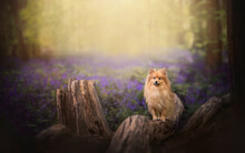 German Spitz Pomeranian Dog In Bluebell Forest