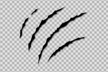 Claw Scratches Of Wild Animal. Cat Scratches Marks Isolated In Transparent Background. Monochrome Vector Illustration