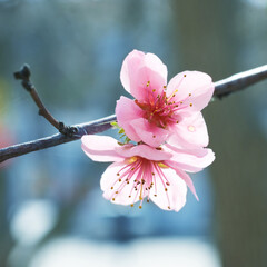 Wall Mural - Branch with Almond pink flowers