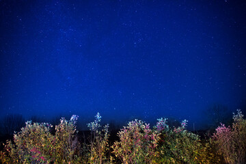 Wall Mural - autumn forest under blue dark night sky