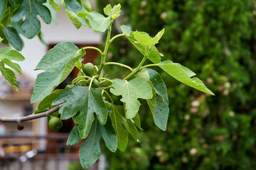 green figs fruit hanging on the branch of a fig tree, ficus carica.