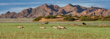 Namibia, oryx  herd running in the savannah, red rocks in background, and gnus
