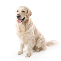Wall Mural - golden retriever portrait on a white background.
