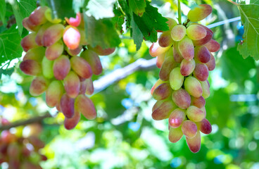  ripe grapes in garden with clusters associated plump sleek, this material used to make red wine business in Ninh Thuan, Vietnam