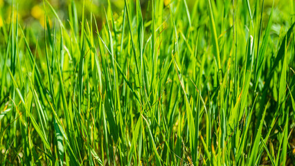 Sticker - Fresh green grass as background. Selective focus with shallow depth of field.