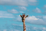Giraffe and the SKy