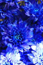 Bouquet Of Blue Chrysanthemums Flowers