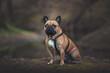 Portrait of a French Bulldog