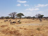 Fototapeta Sawanna - wildebeest in the savannah