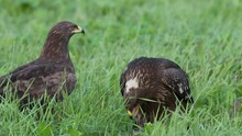 Two Lesser Spotted Eagles In The Summer Sit On The Ground And Eat.