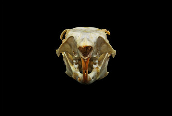 Skull of a red squirrel (Sciurus vulgaris) isolated in black. Front, side and top view of a tree squirrel's cranium with black background. Anatomy of a rodent's skull, eye and teeth..