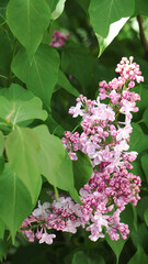 Blooming lilac flowers - syringa vulgaris