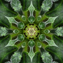 Green Mandala From Forest Saintpaulia Or African Violet Leaves. Mandala Made From Natural Objects. Natural Leaf Ornament. Symmetry, Seamless, Perfection