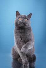 British Blue Cat On A Blue Background. Cat Portrait In Photo Studio