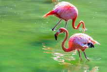 Two Pink Flamingos Walk On Water On A Sunny Day