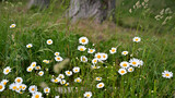 Fototapeta Krajobraz - kwiat, drzewo, pejzaż, łąka, owad