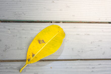 Yellow Tai Ben Leaves On Wooden Floor