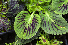 Red And Green Leaves Of The Coleus Plant, Plectranthus Scutellarioides
