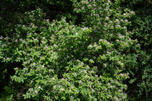 Close Up View Of A Grove Of Pink Honeysuckle Flowers
