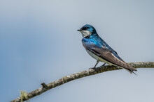 Tree Swallow Perched On Tree Branch