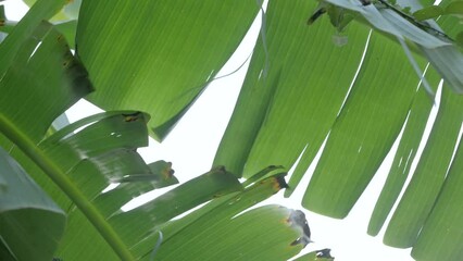 banana tree leaf texture with sunlight shines through in summer day. Summer botany vacation cocept