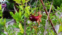 Panning Back From Young Pomegranate Growing On Tree
