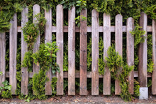 Wooden Fence Overgrown With Green Ivy And Juniper. Cozy Courtyard In A Provincial Town. Close-up.