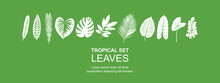 Green Trees, Tropical Leaves And Leaf, Trees Vector Template, Cactus Vector Template, Plants, Flowers, House Plants Collection, Nature, Leaf, Leaves, Garden, Equipment, House Plants