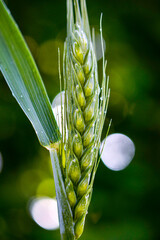 Poster - green ripening ears of wheat in spring