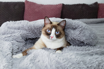  purebred snowshoe cat lies on a bed cover with a fur blanket.