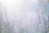 Fototapeta Natura - close up of lavender flowers in pastel blue color